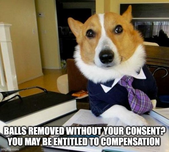 Lawyer Dog | BALLS REMOVED WITHOUT YOUR CONSENT? YOU MAY BE ENTITLED TO COMPENSATION | image tagged in lawyer dog | made w/ Imgflip meme maker