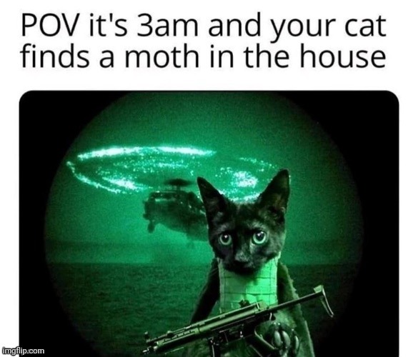 MOTH | image tagged in moth,cats,cat,reposts,repost,memes | made w/ Imgflip meme maker