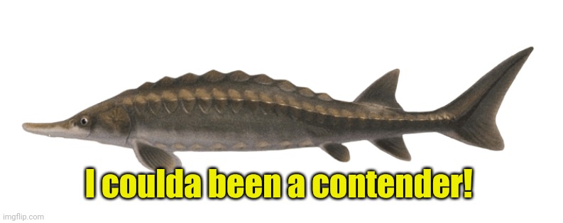 Animal Crossing Sturgeon | I coulda been a contender! | image tagged in animal crossing sturgeon | made w/ Imgflip meme maker