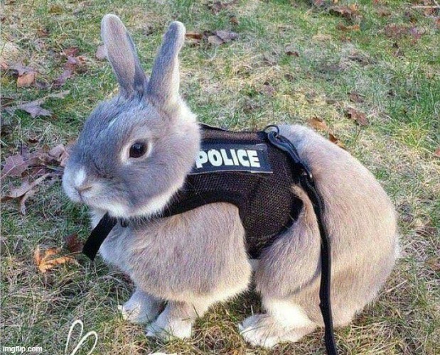 Bunny Police | image tagged in bunny police | made w/ Imgflip meme maker