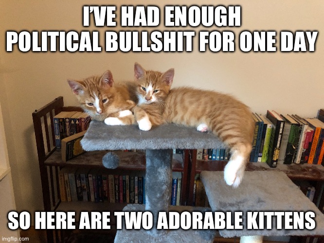 I’VE HAD ENOUGH POLITICAL BULLSHIT FOR ONE DAY; SO HERE ARE TWO ADORABLE KITTENS | image tagged in cats | made w/ Imgflip meme maker