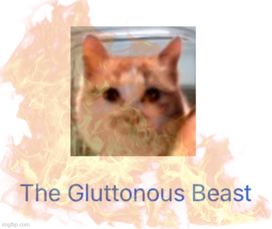 do these street cats have a fandom and how do I join it | made w/ Imgflip meme maker