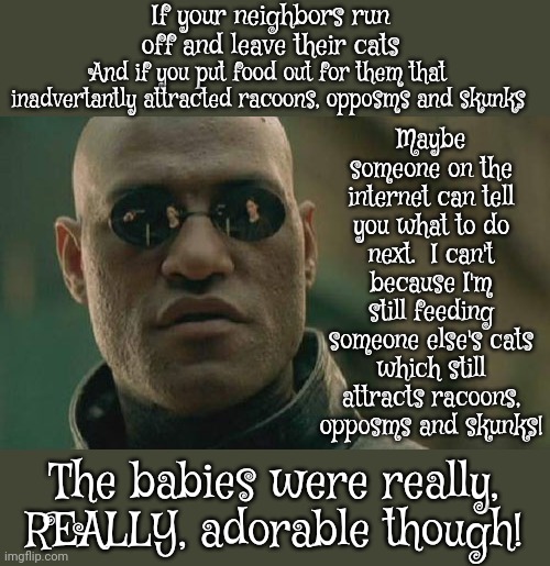You'll Have To Ask Someone Else What To Do Because I'm Busy Doing The Exact OPPOSITE Of What You Should Do | If your neighbors run off and leave their cats; Maybe someone on the internet can tell you what to do next.  I can't because I'm still feeding someone else's cats which still attracts racoons, opposms and skunks! And if you put food out for them that inadvertantly attracted racoons, opposms and skunks; The babies were really, REALLY, adorable though! | image tagged in memes,matrix morpheus,you shouldn't be here neither should you,what now,send help,dumb ways to die | made w/ Imgflip meme maker
