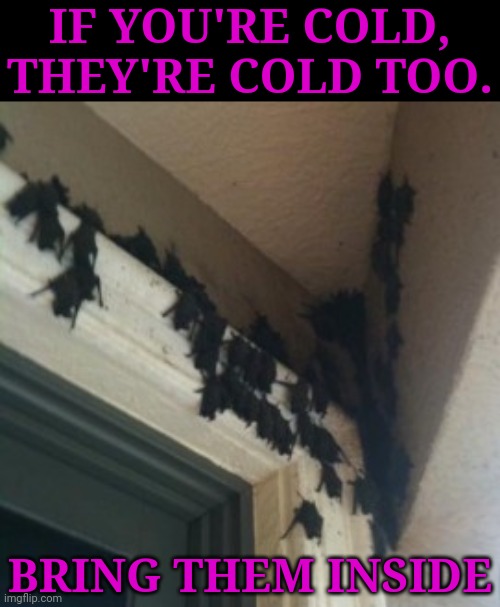 THEY JUST WANNA BE WARM AND SPOOKY | IF YOU'RE COLD, THEY'RE COLD TOO. BRING THEM INSIDE | image tagged in bats,bat,spooky,spooktober | made w/ Imgflip meme maker