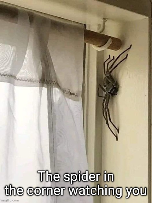 The spider in the corner watching you | made w/ Imgflip meme maker