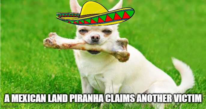 mexican land piranha | A MEXICAN LAND PIRANHA CLAIMS ANOTHER VICTIM | image tagged in mexican land piranha | made w/ Imgflip meme maker