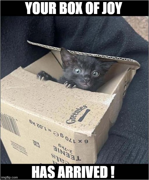 I Want That Package ! | YOUR BOX OF JOY; HAS ARRIVED ! | image tagged in cats,kitten,boxes,joy | made w/ Imgflip meme maker