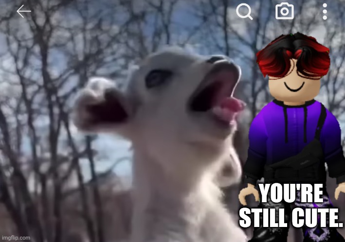 Cute little baby goat! | YOU'RE STILL CUTE. | image tagged in underaged,william,goat | made w/ Imgflip meme maker