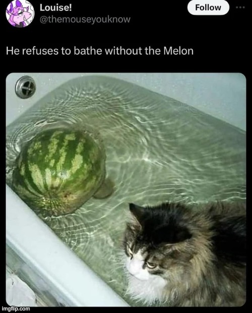 cats | image tagged in cats | made w/ Imgflip meme maker