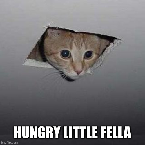 Ceiling Cat Meme | HUNGRY LITTLE FELLA | image tagged in memes,ceiling cat | made w/ Imgflip meme maker