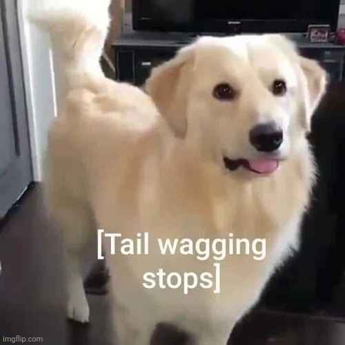 Tail wagging stops | image tagged in tail wagging stops | made w/ Imgflip meme maker