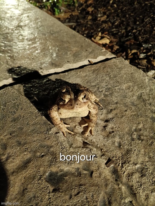 bonjour | image tagged in gentleman frog | made w/ Imgflip meme maker