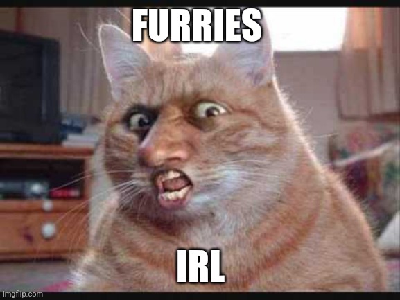 Fr | FURRIES; IRL | image tagged in furry | made w/ Imgflip meme maker