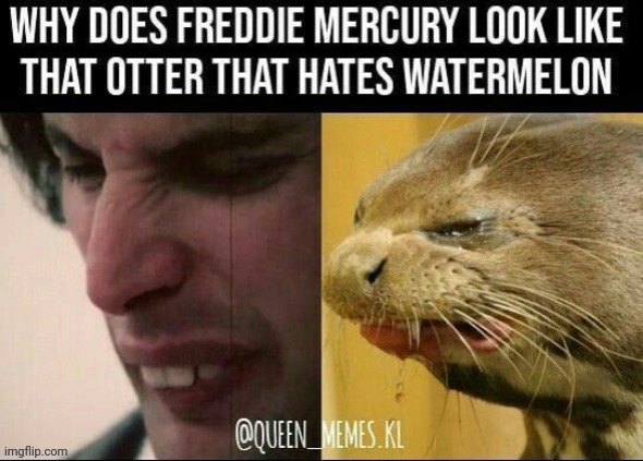 image tagged in otter,freddie mercury,cute,queen | made w/ Imgflip meme maker