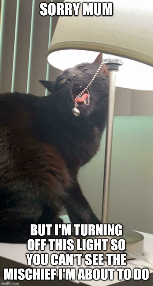 Funny cat | SORRY MUM; BUT I'M TURNING OFF THIS LIGHT SO YOU CAN'T SEE THE MISCHIEF I'M ABOUT TO DO | image tagged in funny cat | made w/ Imgflip meme maker