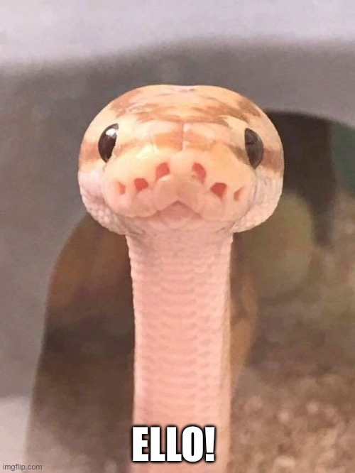 Say hello to Mr Snek! | ELLO! | image tagged in cute | made w/ Imgflip meme maker