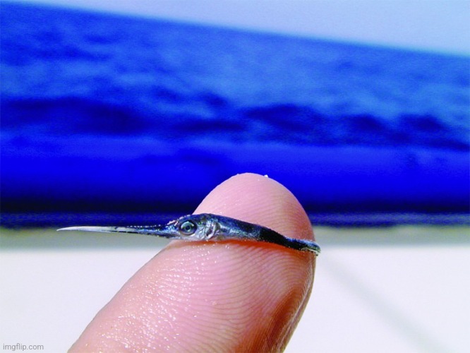 Baby swordfish | image tagged in baby swordfish | made w/ Imgflip meme maker