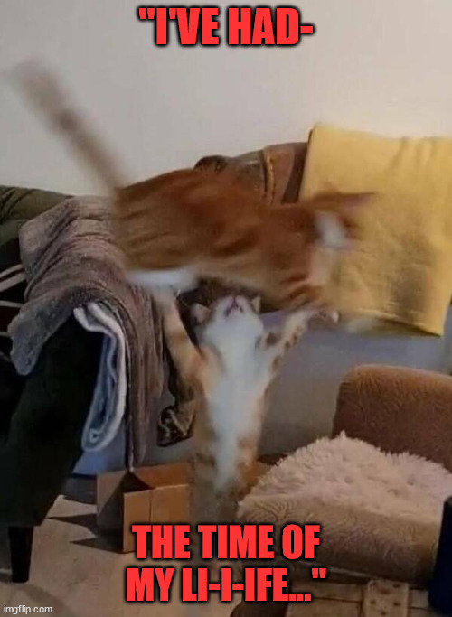 Dirty Cat-dancing | "I'VE HAD-; THE TIME OF MY LI-I-IFE..." | image tagged in funny,funny memes,cats,funny cats,cat memes | made w/ Imgflip meme maker