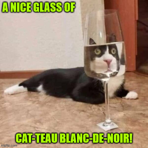 Cat wine | A NICE GLASS OF; CAT-TEAU BLANC-DE-NOIR! | image tagged in wine,i just want friends who love cats drink copious amounts of wine,cute cat,funny cats | made w/ Imgflip meme maker