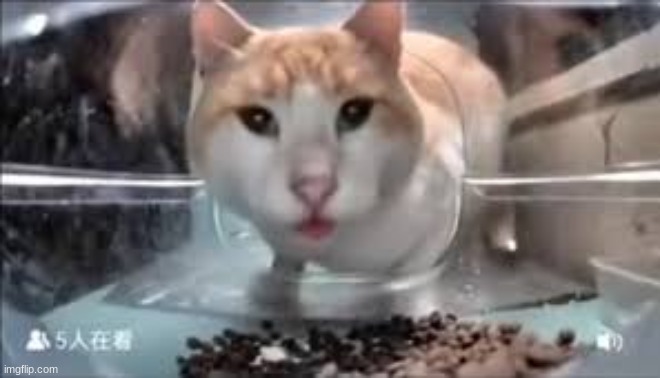 Chinese cat feeder camera meme | image tagged in cats,retarded | made w/ Imgflip meme maker