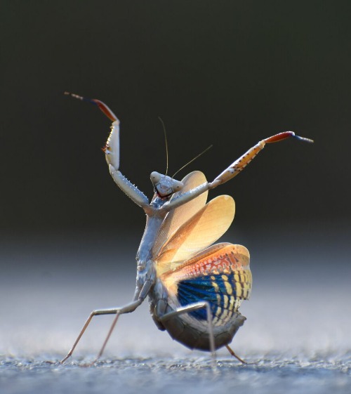 Photo credit: Jose Miguel Gallego Molina | image tagged in awesome,preying mantis,photography | made w/ Imgflip meme maker