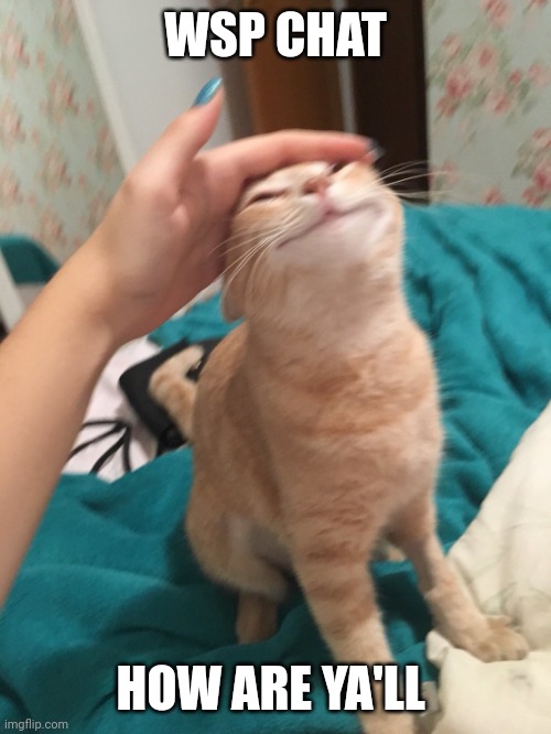 :3 | WSP CHAT; HOW ARE YA'LL | image tagged in cat pat | made w/ Imgflip meme maker