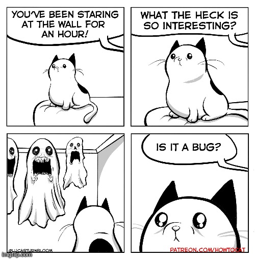 image tagged in memes,comics/cartoons,cats,watching,ghosts,what are you looking at | made w/ Imgflip meme maker