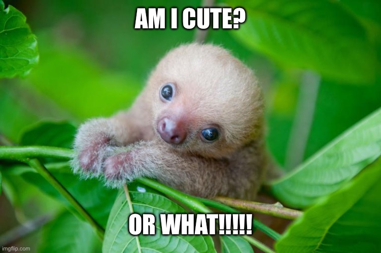 baby sloth | AM I CUTE? OR WHAT!!!!! | image tagged in baby sloth | made w/ Imgflip meme maker