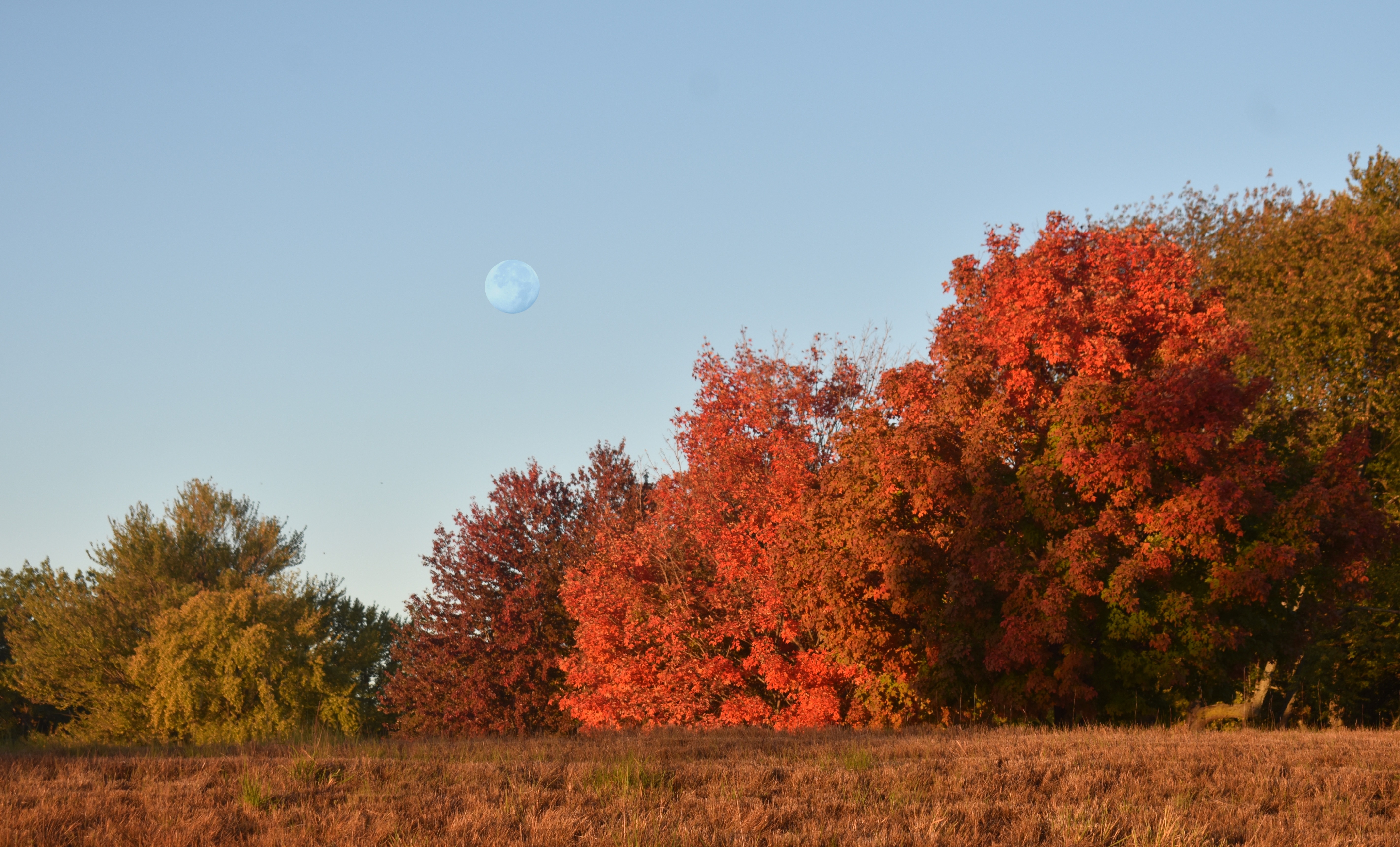 autumn moon | made w/ Imgflip meme maker