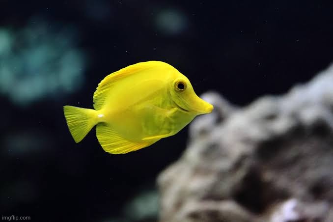 Yellow tang | image tagged in yellow tang | made w/ Imgflip meme maker