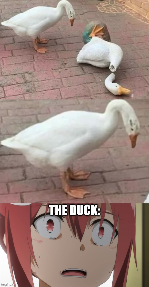 Someone please try to cheer that Duck up. | THE DUCK: | image tagged in duck | made w/ Imgflip meme maker