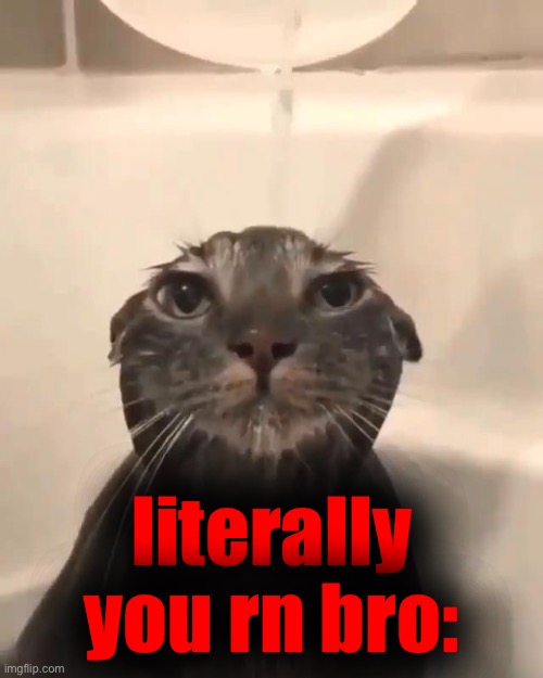 Wet cat | literally you rn bro: | image tagged in wet cat | made w/ Imgflip meme maker