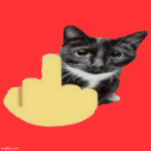 cat holding up middle finger | image tagged in cat holding up middle finger | made w/ Imgflip meme maker