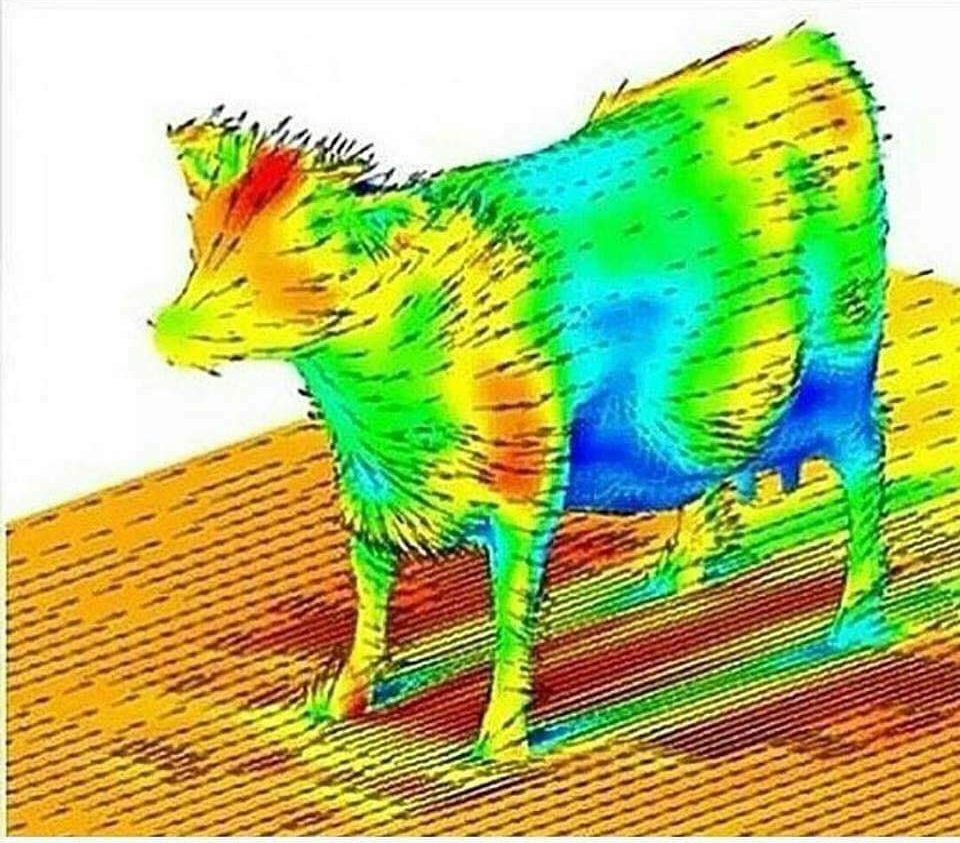 Cow aerodynamics Blank Meme Template