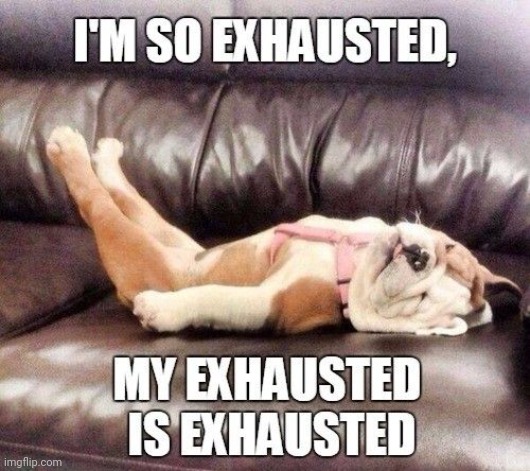 Bloody Hell Am I Exhausted | image tagged in doggo,dog,dogs,tired,sleep,sleepy | made w/ Imgflip meme maker