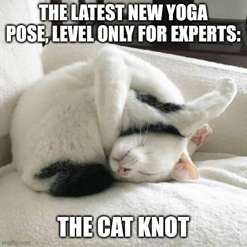 Cat yoga | THE LATEST NEW YOGA POSE, LEVEL ONLY FOR EXPERTS:; THE CAT KNOT | image tagged in cat yoga | made w/ Imgflip meme maker