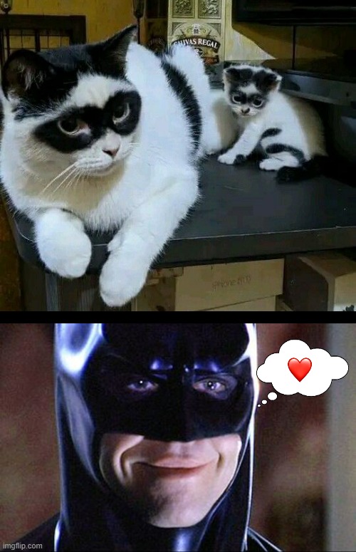 Bat Cats | image tagged in funny memes,batman,funny cat memes | made w/ Imgflip meme maker