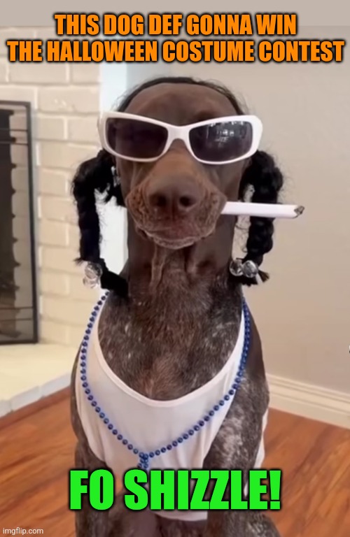 Snoop Dogg Dog | THIS DOG DEF GONNA WIN THE HALLOWEEN COSTUME CONTEST; FO SHIZZLE! | image tagged in snoop dogg,dog,halloween costume,contest,winner,halloween memes | made w/ Imgflip meme maker