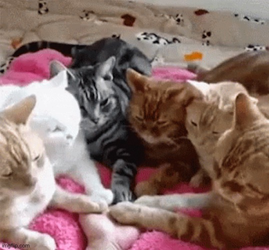 Cat circle | image tagged in cat circle | made w/ Imgflip meme maker