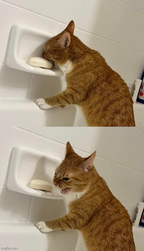 Cat biting soap Blank Meme Template