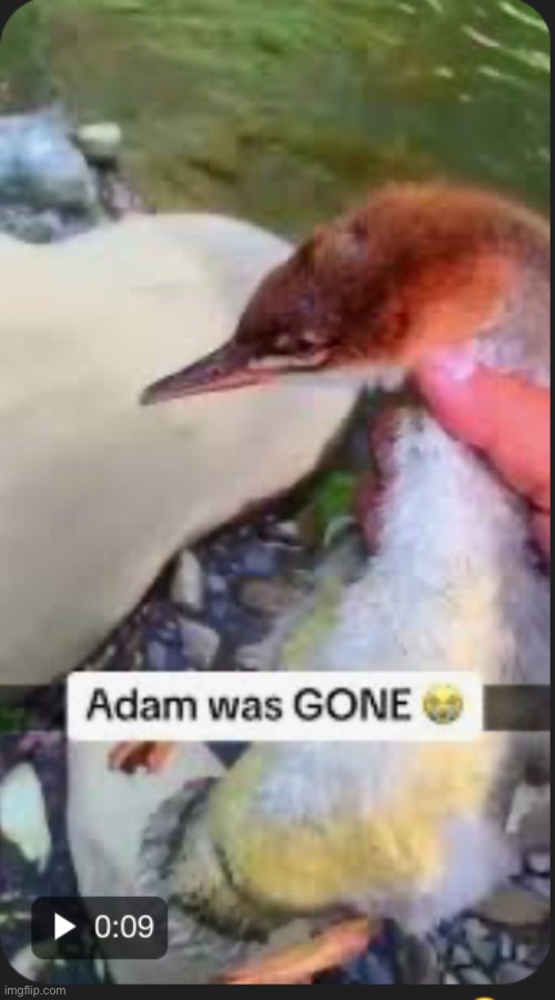 No adam | made w/ Imgflip meme maker