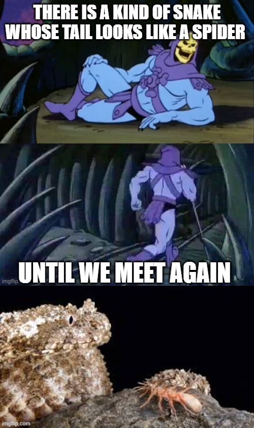 It's a Spider-Tailed Horned Viper | THERE IS A KIND OF SNAKE WHOSE TAIL LOOKS LIKE A SPIDER; UNTIL WE MEET AGAIN | image tagged in skeletor disturbing facts | made w/ Imgflip meme maker