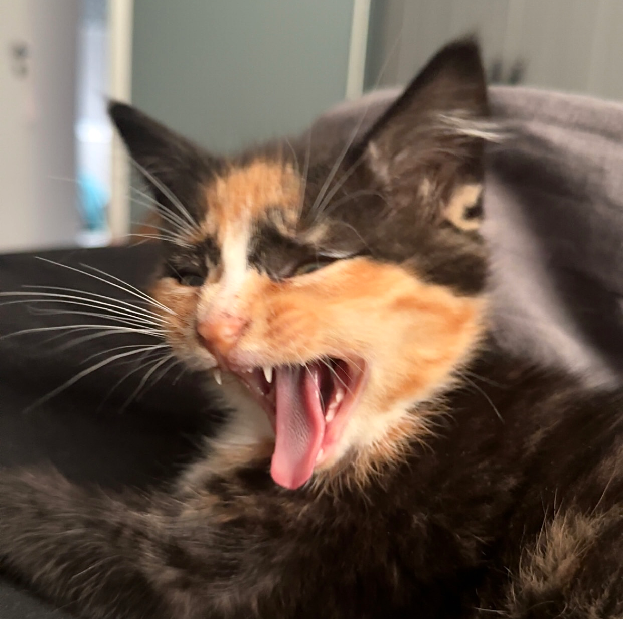 Dixie❤️ Blank Meme Template