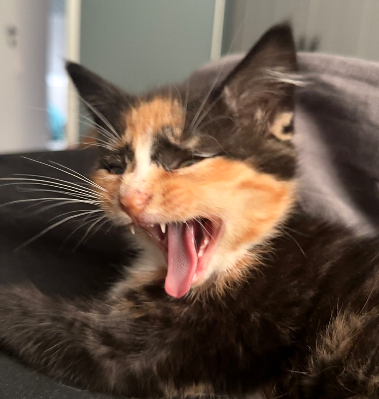 Dixie❤️ Blank Meme Template