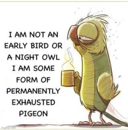 This Is Me... A Permanently Exhausted Pigeon. | image tagged in sleep,sleepy,tired,pigeon,bird,birds | made w/ Imgflip meme maker