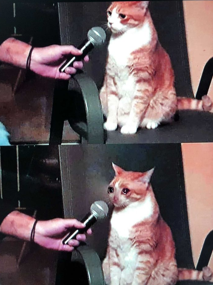 High Quality crying cat interview Blank Meme Template