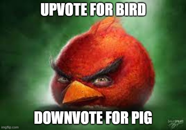 Realistic Red Angry Birds | UPVOTE FOR BIRD; DOWNVOTE FOR PIG | image tagged in realistic red angry birds | made w/ Imgflip meme maker