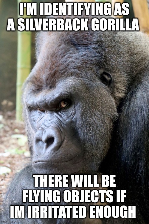 gorilla | I'M IDENTIFYING AS A SILVERBACK GORILLA; THERE WILL BE FLYING OBJECTS IF IM IRRITATED ENOUGH | image tagged in gender identity | made w/ Imgflip meme maker