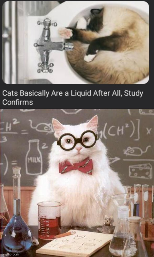 Cat liquid | image tagged in cat scientist,cats,cat,liquid,memes,science | made w/ Imgflip meme maker