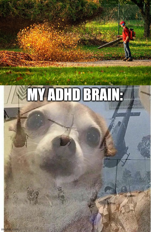 its that season | MY ADHD BRAIN: | image tagged in ptsd chihuahua | made w/ Imgflip meme maker